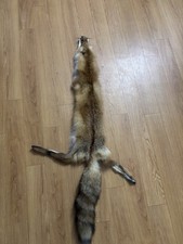 Tanned Red Fox Hides Fresh From Tannery Fur Coats and Trapping Furs picture