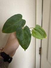 Anthurium Fort Sherman x BVEP S1 picture