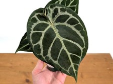 Anthurium Forgetii x Silver Blush  - Assorted 4