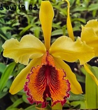 Cattleya dowiana f. aurea ‘You Are My Sunshine’ FCC X Self Orchid Eros Species picture