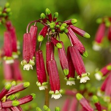 Dichelostemma Ida-Maia 10 Flower Bulbs - Summer Blooms, US Native, Hummingbirds picture