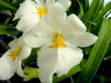 Miltoniopsis Sunglow ‘Amazing’ Easy to grow, White flowers, Fragrant From Hawaii picture