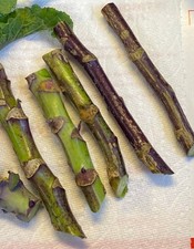 Purple Tree Collards/Kale Perennial CUTTINGS (Set of 3) Unrooted: Food Security picture