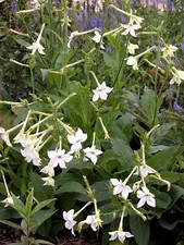 1000 Nicotiana Alata Seeds - Jasmine Flowering Tobacco picture