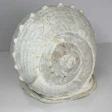 HUGE Queen Emperor Helmet Seashell Natural Conch 3 Lbs Approx 7x9” Horned Old picture
