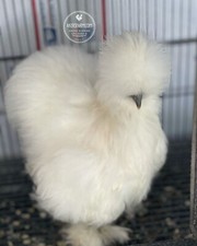 12+ Silkie Hatching Eggs Hens Choice, Black, White, project 4 Satin/Frizzle picture