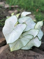 5 Fancy-Leaf CALADIUM Bulbs~FLORIDA MOONLIGHT~Beautiful WHITE Leaves ~  picture