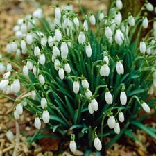 Garden State Bulb White Single Snowdrops Galanthus Flower Bulbs, 7/+ cm picture