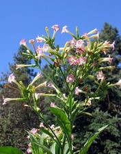 1000 Virginia Bright Leaf Nicotiana Seeds ~ Heirloom Nicotiana Tabacum ~ Fast gr picture