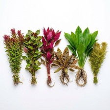 Bright Color Aquarium Plant Bundle – 6 Stunning Live Plants picture