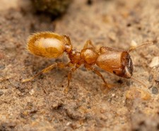 TEST TUBE FOR INSANELY RARE Truncated Big Headed Ant, Pheidole pelor. QUEEN ANT picture