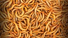 500 - Live Mealworms - Reptile Food picture