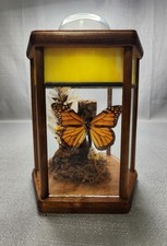 1970s Taxidermy Monarch Butterfly Hexagonal Display Stained Glass Bubble Top picture