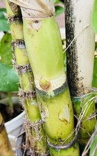 5 PCS CUTTING READY TO PLANT GREEN SUGARCANE SWEET JUICY LIVE PLANT FRESH picture