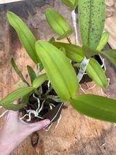 Cattleya Amethystoglossa Coerulea ‘Spotty’ X C Guttata Coerulea ‘Nice lip’ 4” picture