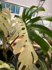 Rare Monstera Albo Half Moon Variegated Cuttings and Rooted Plants Discounted picture