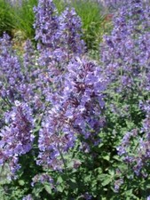 Catnip Seeds, Nepeta Cataria, NON-GMO, Catwort, Field Balm, picture