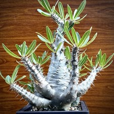 Pachypodium Cactipes  * RARE FIND * WYSIWYG Old Caudex Succulent US SELLER  picture
