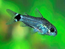 12 Tank-Raised .75 inch Hastatus RARE 