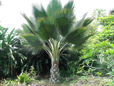 Live Giant Yarey Palm Tree - 3 Gal Pot - Tropical Ornamental Palm - No Ship CA picture