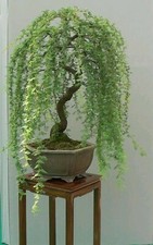 Bonsai Green Weeping Willow Tree - Thick Trunk Cutting picture