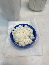 Kefir Grains Russian  40+ years One “Large”Teaspoon Starter Grain  picture