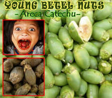 Limestone Paste Dried YOUNG BETEL NUTS Areca Catechu Nut High Quality Ceylon picture