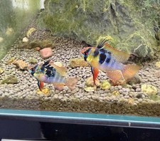 German Blue Ram proven breeding pair,Tank raised-great colors Super Healthy Fish picture
