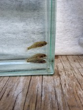 Gulf Coast Pygmy Sunfish Trio 1M/2FM picture