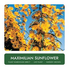 Maximilian Sunflower Live Plant Nursery Grown picture