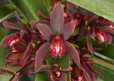 Cymbidium Australian Midnight.  Warm Growing Orchid, Plant Shipped in 3