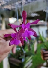 Encyclia moebusii very hard to find species nice size Bs Plant  picture