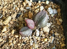 adromischus marianiae Cv In 2” Pot picture