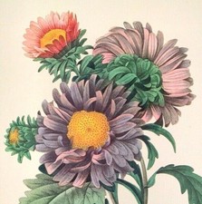 P J Redoute Flowers ASTER CHINENSIS Botanical Art Original Book Plate Print 9 picture
