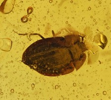 Detailed Coleoptera (Beetle), Fossil Insect Inclusions in Burmese Amber picture