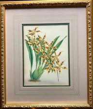 John Nugent Fitch Odontoglossum Coradinei Orchid Antique Lithograph Framed Print picture