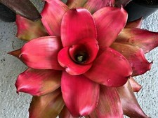 BROMELIADS    Neoregelia   MAGALI   Red Galore  (SMALL/Medium) picture