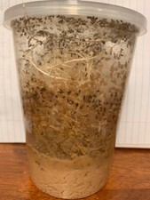 Flightless Fruit Fly Culture (Drosophila Hydei) picture