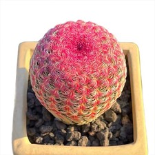 Rare Red Sun Cactus (Echinocereus rigidissimus) | Colorful Succulent Plant picture