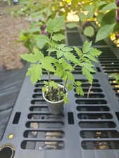 2 In 1 Florida Everglades Cherry Tomato Live Plant Organic Solanum Food Forest picture