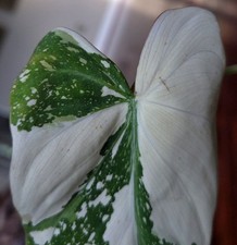 RARE Philodendron Gloriosum Tricolor Galaxy 9.5