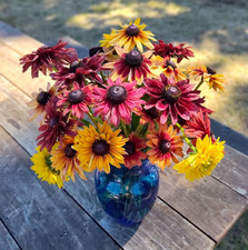 Rudbeckia SAHARA MIX Smoky Sunset Cut Flowers Pollinators Non-GMO 100 Seeds picture