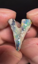 6.1ct Australian Opalised Tooth Fossil from lightning ridge. Rare & Hard to find picture