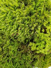 Value Small Live Moss Assortment 5