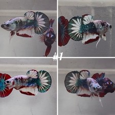 Live Betta Fish High Quality Fancy  USA SELLER 3 Month Old picture