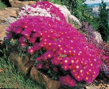 Ice plant succulent {Dorotheanthus bellidiformis} 400+ seeds  picture