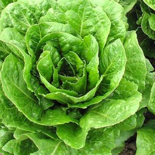 Buttercrunch Lettuce Seeds | 1963 AAS Winner | Heirloom / Non-GMO | 1102 picture