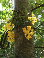 Orchid Plants Dendrobium Aggregatum Majus orchid species picture