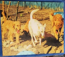Original Ina Mulford Custom Golden Retrievers Dog Painting 2008 Colorado Artist picture