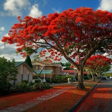 Royal Poinciana - Flamboyant - Flame Tree - 8-12